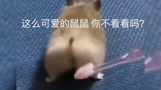 "Con chuột dễ thương... làm bằng nước~"