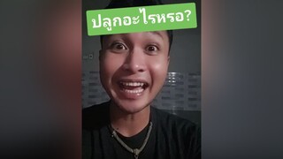 สติตช์กับ  จะปลูกอะไรหรอ? เอาฮา ตลก คนจันท์เอ๊ง คนจันท์เกี๊ยะ คนไทยเป็นคนตลก ติ่งกับtiktok โรไหม fyp ปลูกถั่วดำ