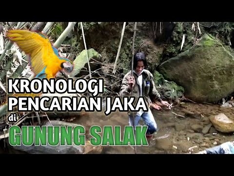 KRONOLOGI PENCARIAN JAKA (BLUE AND GOLD MACAW)  DI GUNUNG SALAK