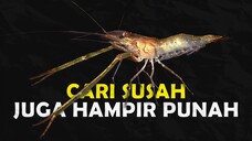 INILAH ALASAN KENAPA UDANG BESAR LAR SANGAT SULIT DIBUDIDAYAKAN