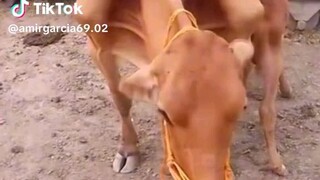 Lembu Korban ke