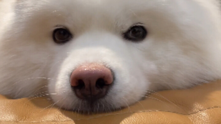 Đừng cố đoán suy nghĩ xấu xa của cún con, nó có cả tá ý tưởng đấy!