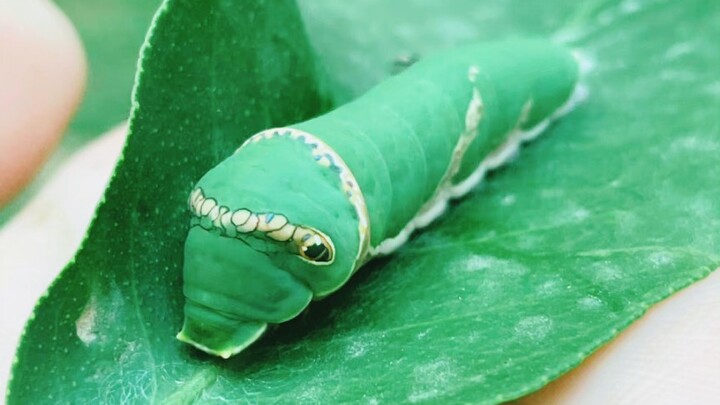 Bọ lợn con, bọ lợn nhỏ