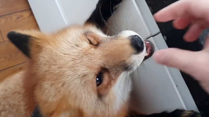 Come feed the little fox some marshmallows!