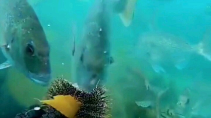 Ikan: Terima kasih, Landak Laut