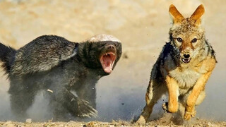 Pendek: Sepanjang hidupku, aku selalu jujur dan terang-terangan, tidak tahu apa artinya pengecut