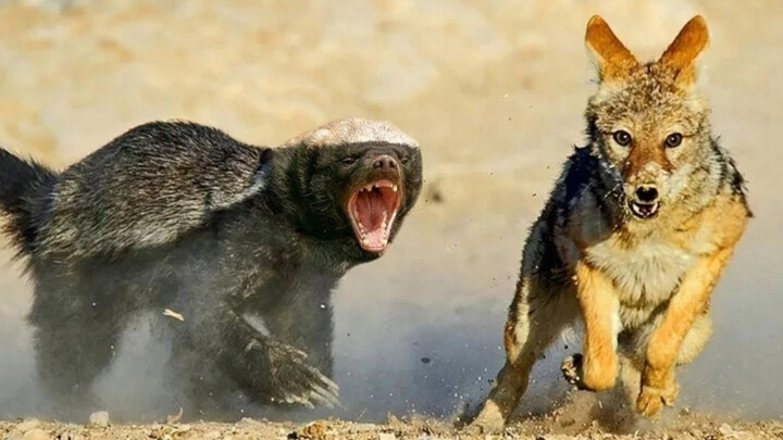 ผมมีชีวิตที่ซื่อสัตย์และเที่ยงตรงมาตลอด ไม่รู้จักคำว่าขี้ขลาดเลย