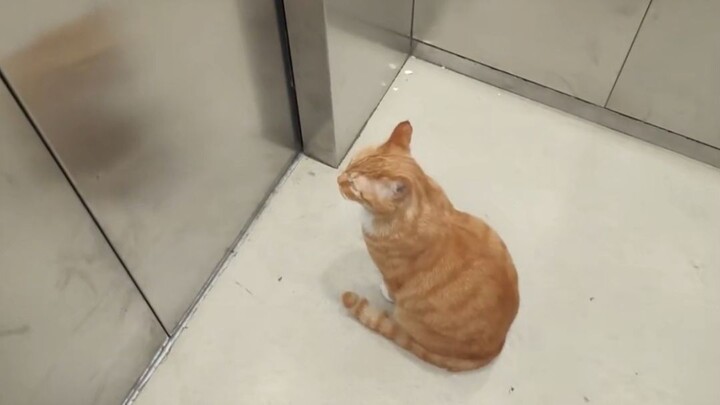 The big orange cat next door goes for walks on its own and even takes the elevator home by itself ev