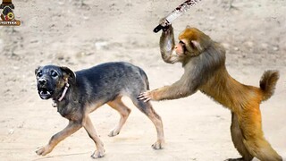 How dangerous are hunting dogs? In one hunt, all the hunting dogs were gone.