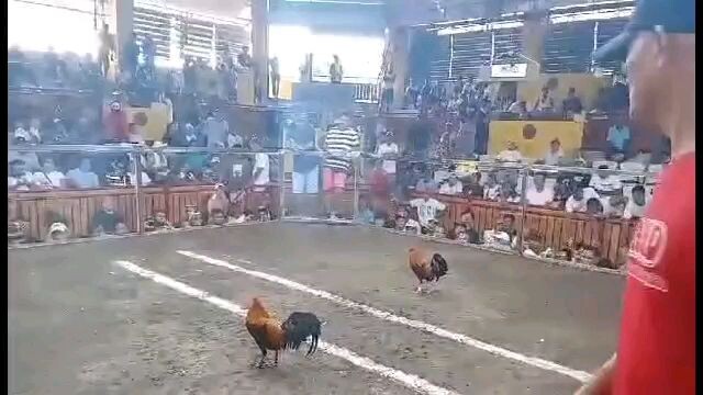 2HITS ULUTAN CHAMPION