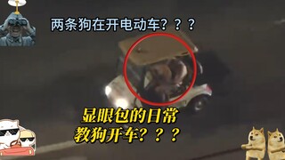 显眼包的日常，一定是我起猛，两只狗在开车，让我再睡会#美国警察追车