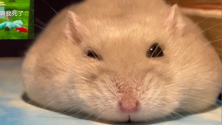 [Hamster] So cute—I just can’t resist petting it!