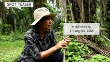 ตามอำเภอจาน พาเข้าสวน 'ต้นบุกเตียง' อ. เชียงซาน จ.สุราษฎร์ธานี วันอังคารที่ 1 ก.ค. เวลา 18.00 น.