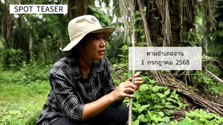 ตามอำเภอจาน พาเข้าสวน 'ต้นบุกเตียง' อ. เชียงซาน จ.สุราษฎร์ธานี วันอังคารที่ 1 ก.ค. เวลา 18.00 น.
