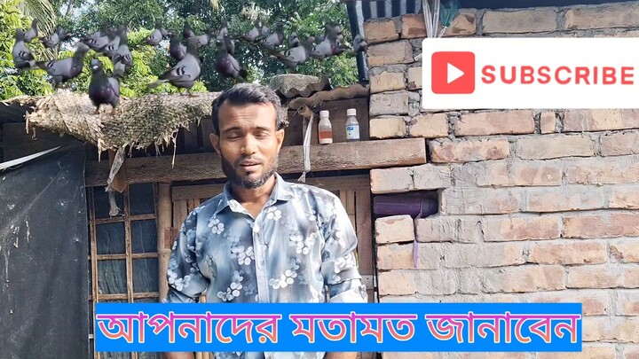 Jalali Pigeon Farming in Bangladesh 🇧🇩 | Beautiful Jalali Pigeons | Kobutor Vai