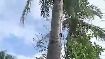 61 year old umaakyat p ng buko