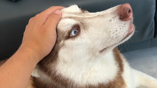 The Husky becomes aggressive when its butt is touched, but it becomes obedient immediately after its