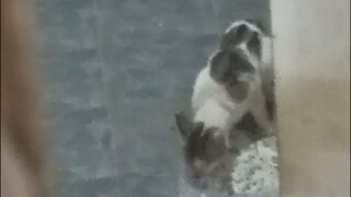 Liat Kucing Gak Kenal Makan Terus • Pukul 18:45:17 WIB