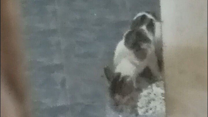 Liat Kucing Gak Kenal Makan Terus • Pukul 18:45:17 WIB