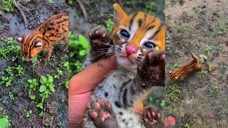 قط غابة كاليمانتان