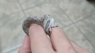【Hognose Snake】Wrong Demonstration after Being Bitten by a Pig