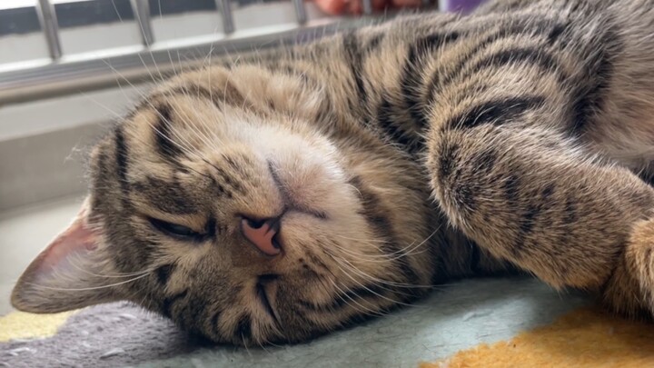 แมวน้อยเวลาหลับก็ชอบหนุนหมอน ถ้าไม่มีหมอนก็เอารองเท้าแตะมาหนุนแทน…