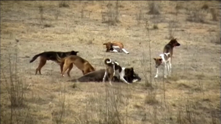 A Unique Insights into Australia_s Top Land Predator - The Dingo _ Full Documentary(1080P_HD)