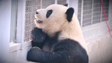 [Panda Meng Lan] Genggam Tanganku, Oh Hati Gadisku~