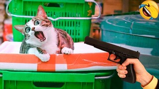 Best Funny Animal Videos Of The 2023 🤣 - Funniest Cats And Dogs Videos 😺😍