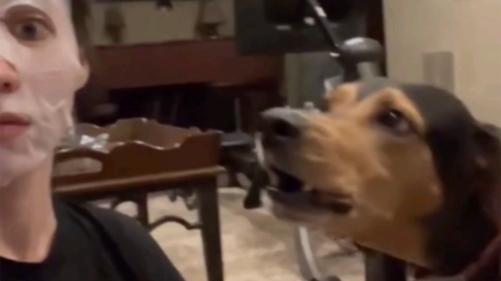 Put on a mask and see how your dog and cat react!