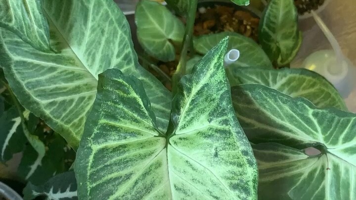 เงินไหลมา