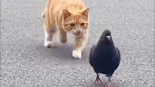 I'm serious about catching birds!