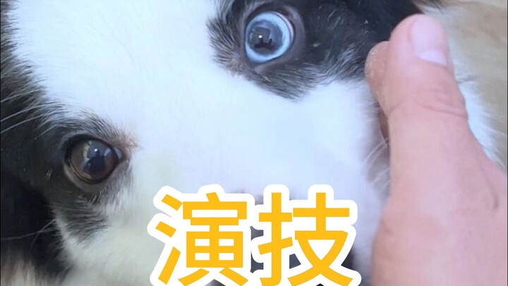 Yuzi: Husky, kamu bahkan nggak pernah makan yang enak!