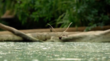 Bats Dodge Crocodile Infested River