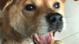 สุนัขพื้นเมืองทุกตัวเป็นแบบนี้รึเปล่า?