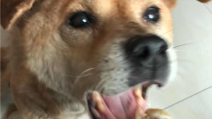 Are all mutts like this?