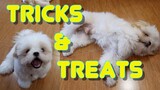 Cute Shih Tzu Puppy Impresses His Owner With His Tricks