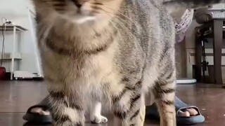 أنا في خبي، أتحدث نيابة عن القط البري