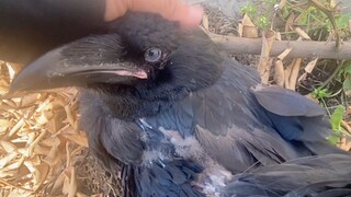 接回来一只世界上最大的雀形目鸦科鸦属大佬：渡鸦，可能再也飞不起来了..