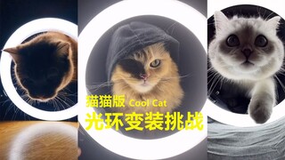 【Versi Kucing】Tantangan Kostum Halo