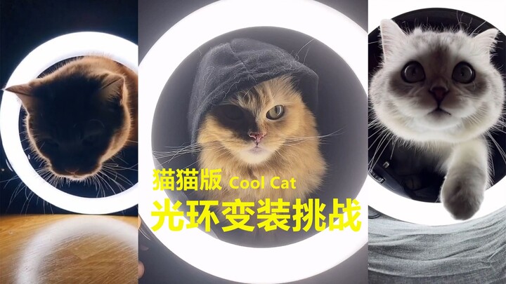 【Cat Version】Halo Costume Challenge