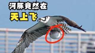 Một con chim săn mồi khó tính bay ngang qua bầu trời!