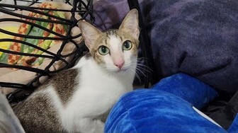 Chuẩn bị xây Chuồng mới cho Mèo hoang mới về