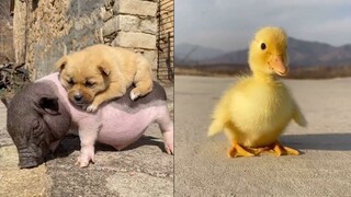 Cute Puppies Doing Cute Things | Baby Animals That Are Cute | Cute Animals In The World