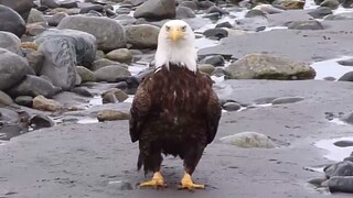 不是？！真没想到这些动物的叫声原来是这样的