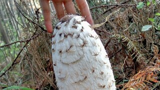 毛头鬼伞，成熟后会自溶，产生黑色的孢子液，可以拿来当墨水写字