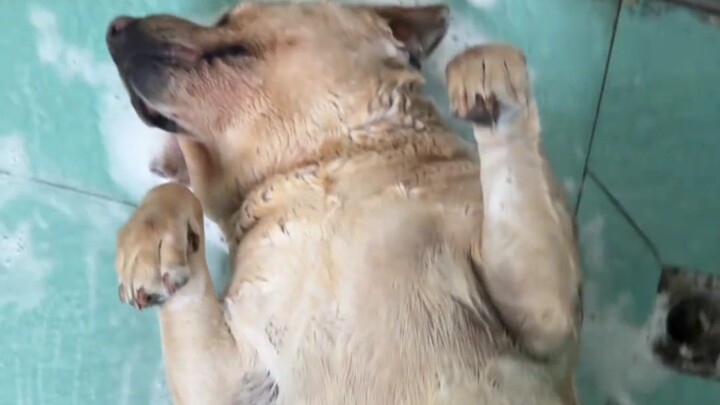 Con chó này bị làm sao vậy!