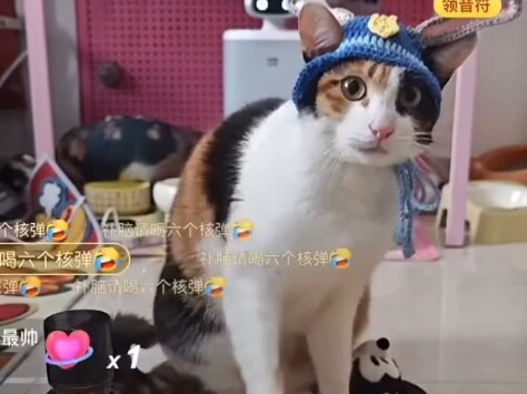 ย้อนชมไลฟ์ของแมวโง่สุดแกร่ง ยังคงเปิดประตูได้ดีเหมือนเดิม!