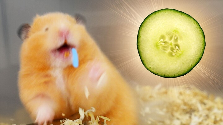 Never give cucumbers to rats! !