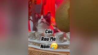 CapCut Rau má hay rau muống ạ cat mèo munchkin